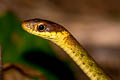 Speckle-bellied Keelback Rhabdophis chrysargos