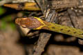 Speckle-bellied Keelback Rhabdophis chrysargos