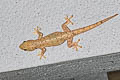 Spiny-tailed House Gecko Hemidactylus frenatus (Asian House Gecko)