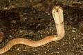 Sumatran Spitting Cobra Naja sumatrana