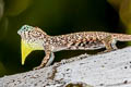 Sumatran Glading Lizard Draco sumatranus (Common Gliding Lizard)