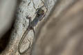 Sumontha's Cave Gecko Cyrtodactylus sumonthai