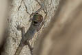 Sumontha's Cave Gecko Cyrtodactylus sumonthai