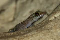 Sumontha's Cave Gecko Cyrtodactylus sumonthai