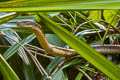 Sunda King Cobra Ophiophagus bungarus