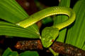 Tenasserim Green Pit Viper Trimeresurus tenasserimensis