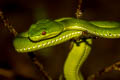 Tenasserim Green Pit Viper Trimeresurus tenasserimensis