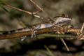 Tiger Cave Gecko Cyrtodactylus tigroides (Striped Bent-toed Gecko)