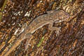 Tree Spirit Bent-toed Gecko Cyrtodactylus rukhadeva