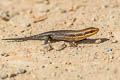 Variable Sun Skink Eutropis macularia (Little Ground Skink)