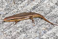 Variable Sun Skink Eutropis macularia (Little Ground Skink)