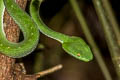 Vogel's Pit Viper Trimeresurus vogeli