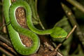 Vogel's Pit Viper Trimeresurus vogeli