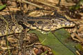 Water Monitor Varanus salvator