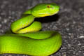 White-lipped Pit Viper Trimeresurus albolabris