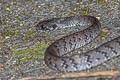 White-spotted Slug-eating Snake Pareas margaritophorus