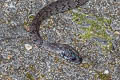 White-spotted Slug-eating Snake Pareas margaritophorus