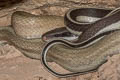 Yellow Black-tailed Racer Elaphe taeniura (Cave Racer)