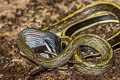 Yellow Black-tailed Racer Elaphe taeniura (Cave Racer)