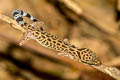 Zebra Bent-toed Gecko Cyrtodactylus zebraicus (Spotted Bent-toed Gecko, Pegu Bent-toed Gecko)