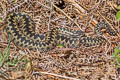 Adder Vipera berus