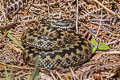 Adder Vipera berus