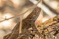 Clark's Spiny Lizard Sceloporus clarkii