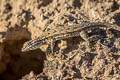 Common Lesser Earless Lizard Holbrookia maculata