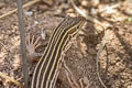 Desert Grassland Whiptail Aspidoscelis uniparens