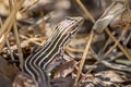 Desert Grassland Whiptail Aspidoscelis uniparens