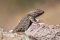 Desert Spiny Lizard Sceloporus magister