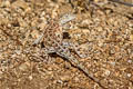 Elegant Earless Lizard Holbrookia elegans