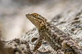 Western Fence Lizard Sceloporus occidentalis bocourtii (Coastal Range Fence Lizard)