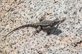 Western Fence Lizard Sceloporus occidentalis taylori (Sierra Fence Lizard)