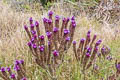 Brazilian Vervain 