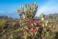 Rhododendron saxifragoides