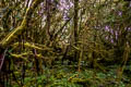 Wamena