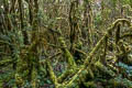 Wamena