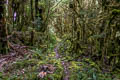 Wamena