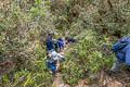 Wamena
