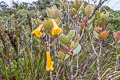 Vireya Rhododendron